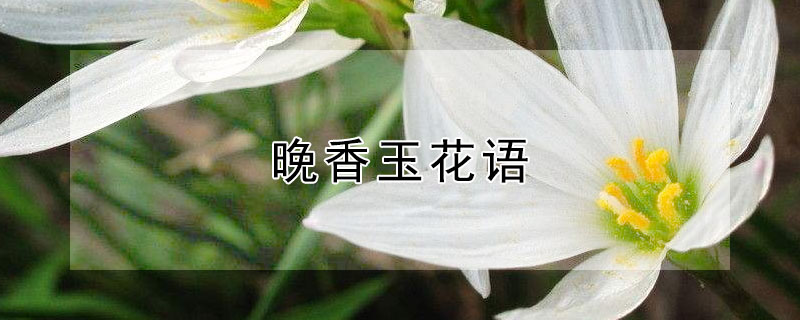 晚香玉花语（晚香玉花语和寓意）