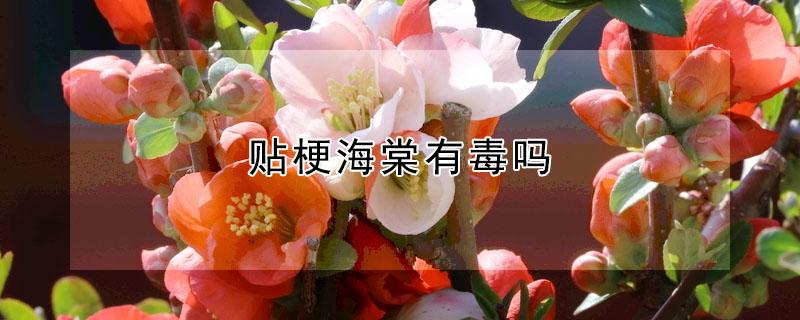 贴梗海棠有毒吗 贴梗海棠有毒吗嫁接的