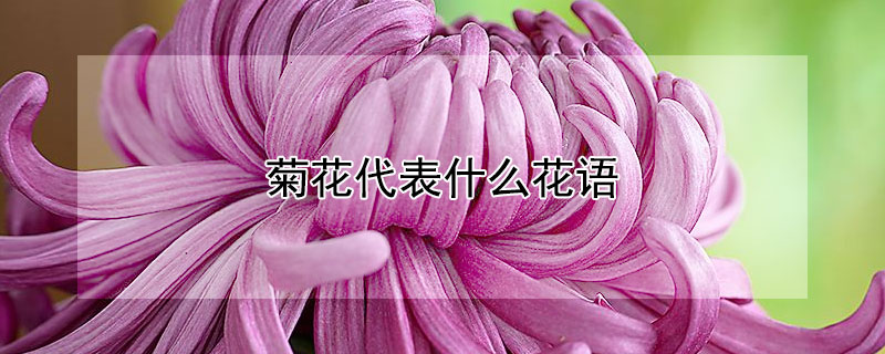 菊花代表什么花语（菊花的含义和花语）