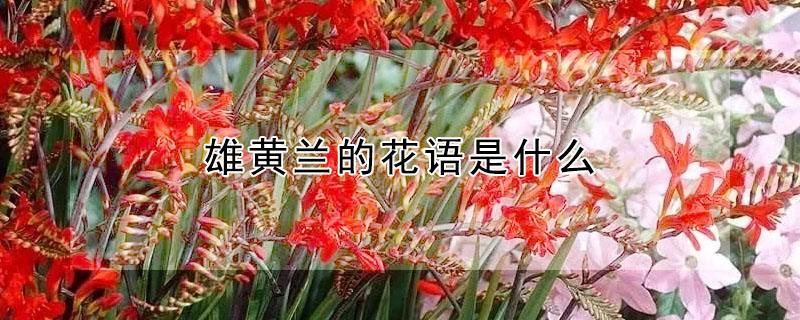 雄黄兰的花语是什么 雄黄花寓意