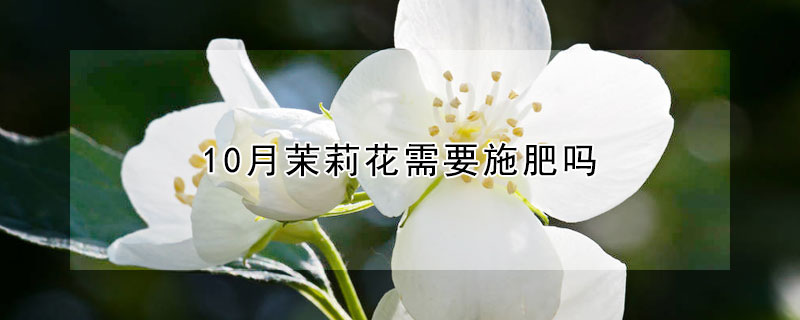 10月茉莉花需要施肥吗(茉莉花十月份可以施肥吗)