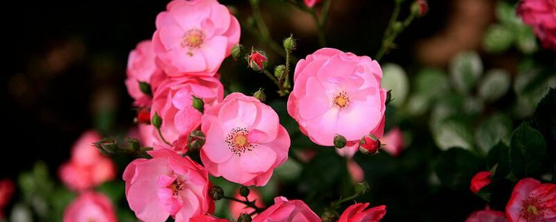 蔷薇的花语 白色蔷薇的花语