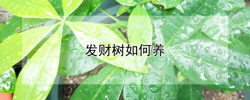 发财树如何养（发财树如何养护）