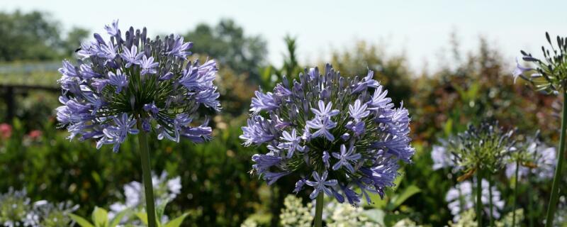 百子莲花语（白色百子莲花语）