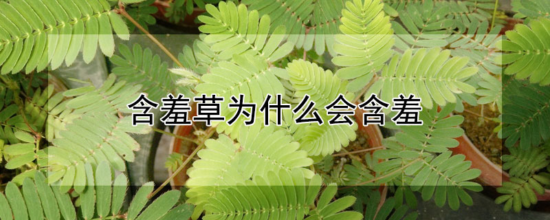 含羞草为什么会含羞（含羞草为什么会含羞的资料）