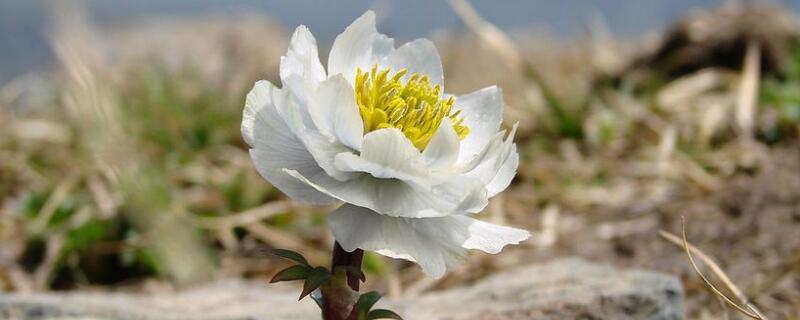 雪莲花花语(雪莲花花语和寓意)