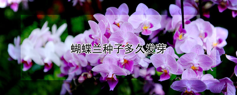蝴蝶兰种子多久发芽（蝴蝶兰种子多久开花）