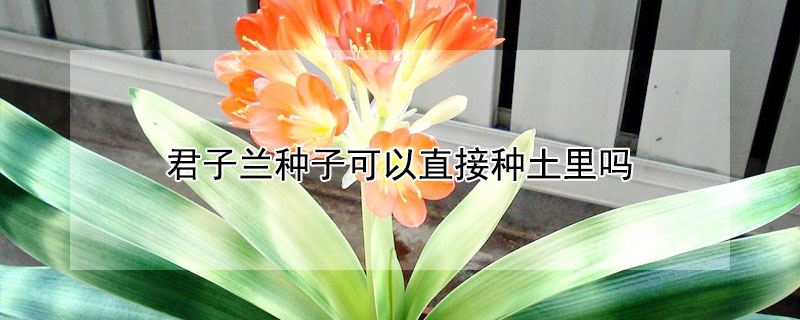 君子兰种子可以直接种土里吗（君子兰种子直接埋在土里能不能发芽）