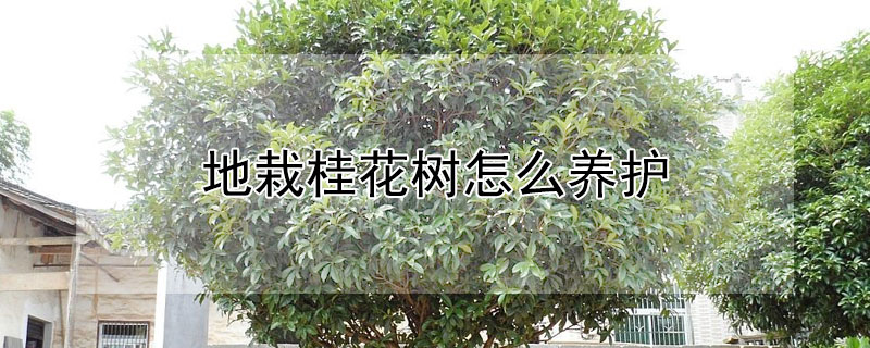 地栽桂花树怎么养护 桂花盆栽树怎么养护