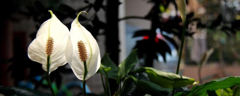 一帆风顺花的寓意(一帆风顺花的寓意和花语)