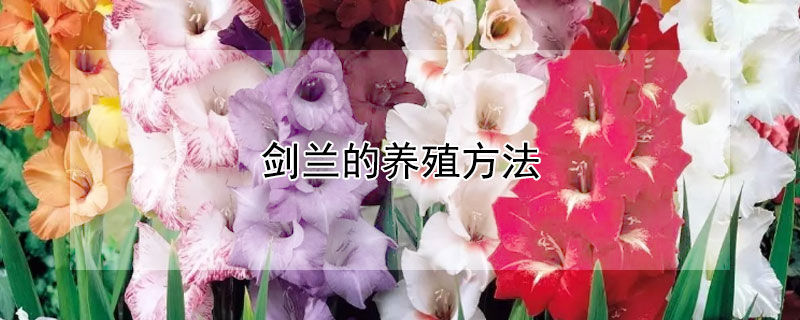 剑兰的养殖方法 菖蒲剑兰的养殖方法