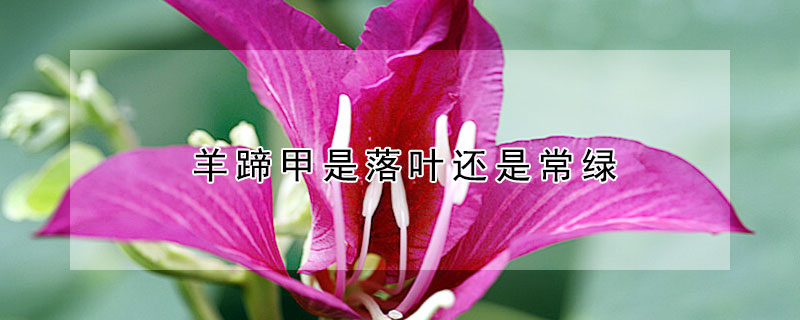 羊蹄甲是落叶还是常绿 羊蹄甲是落叶还是常绿树