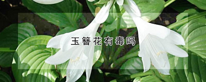 玉簪花有毒吗 花叶玉簪花有毒吗