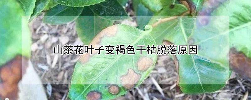 山茶花叶子变褐色干枯脱落原因 山茶花叶子干枯掉落是什么原因