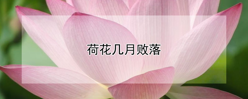 荷花几月败落 荷花几月份败