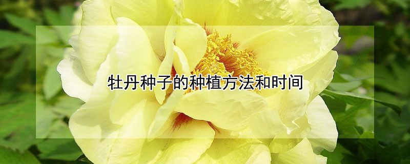 牡丹种子的种植方法和时间 牡丹花种子种植时间和方法