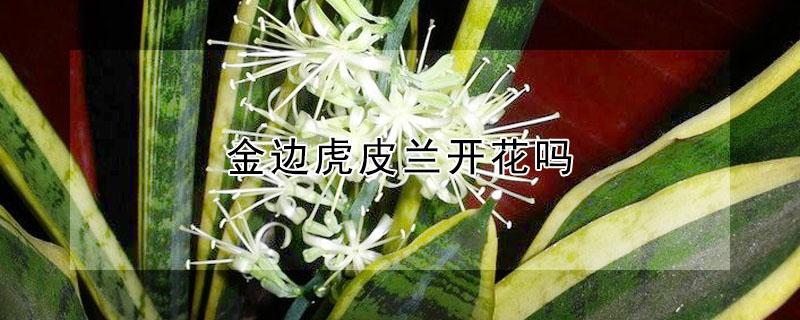 金边虎皮兰开花吗（金边虎皮兰开花吗?几年能开花）