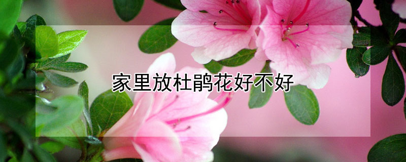 家里放杜鹃花好不好（家中放杜鹃花好吗）