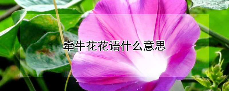 牵牛花花语什么意思（牵牛花花的花语）