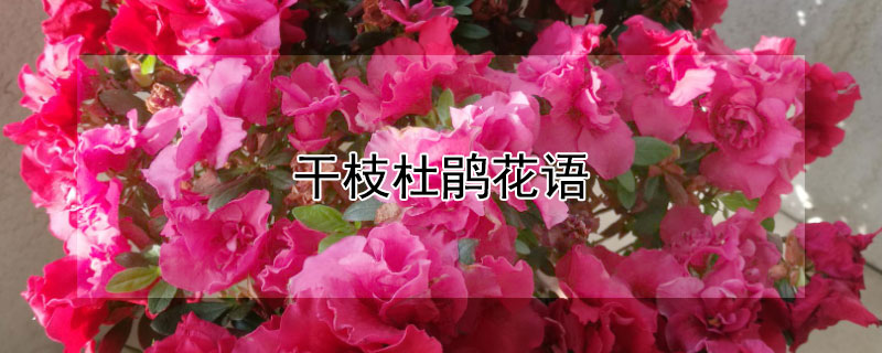 干枝杜鹃花语 干枝杜鹃花寓意是什么