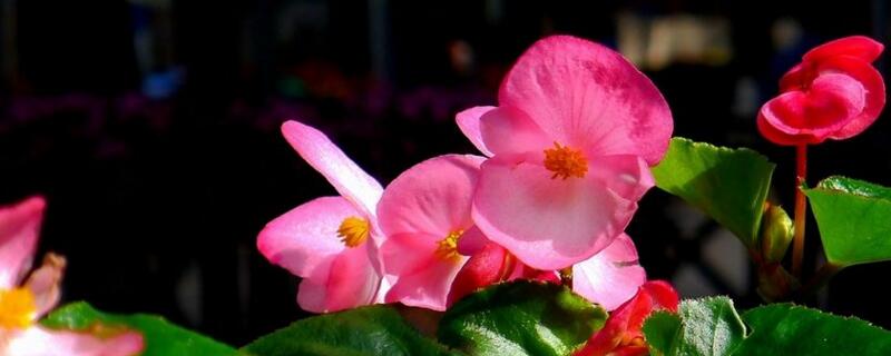 四季海棠花语 四季海棠花语功效特点