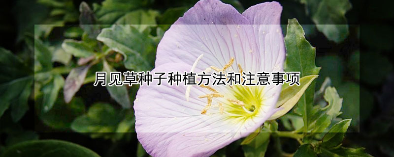 月见草种子种植方法和注意事项（月见草的种植技术）