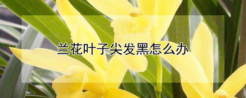 兰花叶子尖发黑怎么办（兰花的叶尖发黑怎么办）