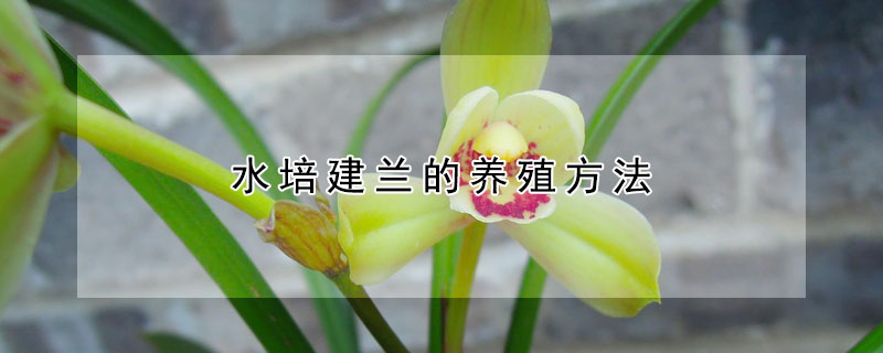 水培建兰的养殖方法（水培一叶兰的养殖方法）