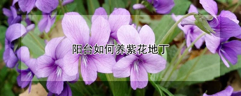 阳台如何养紫花地丁（紫花地丁怎么养）