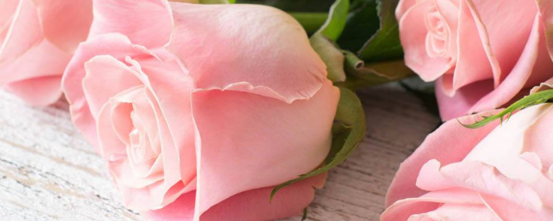 11朵粉色玫瑰花语（10朵粉色玫瑰花语）