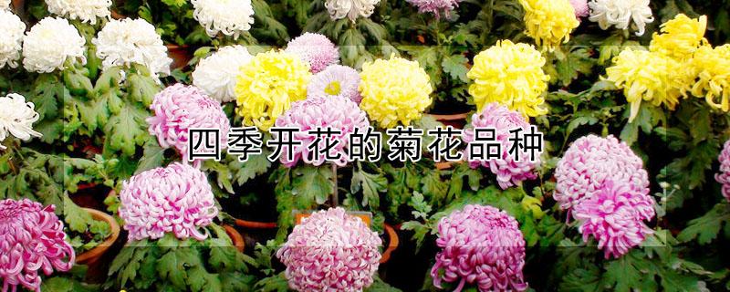 四季开花的菊花品种 什么品种的菊花开四季