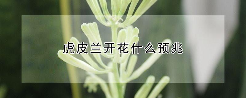虎皮兰开花什么预兆（虎皮兰什么情况下开花）