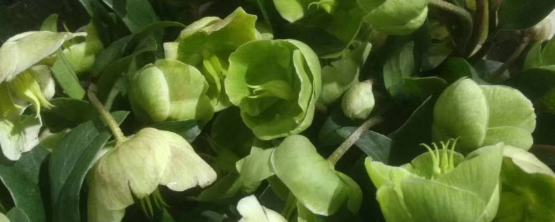 绿菟葵花语 葵叶茑萝花语