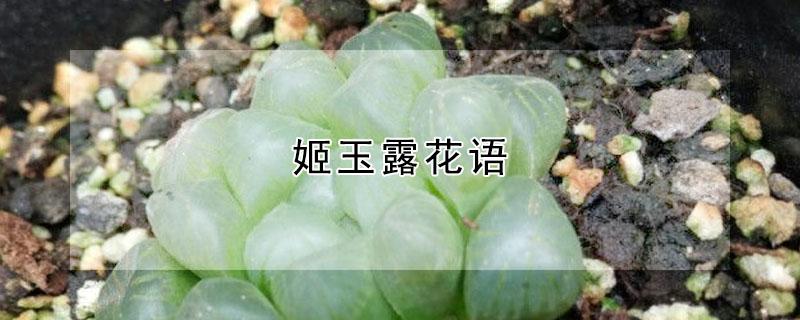 姬玉露花语 姬玉露的花什么样