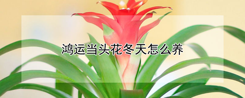 鸿运当头花冬天怎么养（冬季鸿运当头花怎么养）