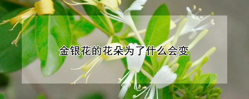金银花的花朵为了什么会变 金银花的花朵为了什么会变红色
