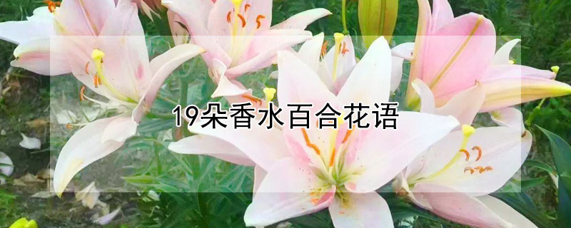 19朵香水百合花语 十朵香水百合花代表什么