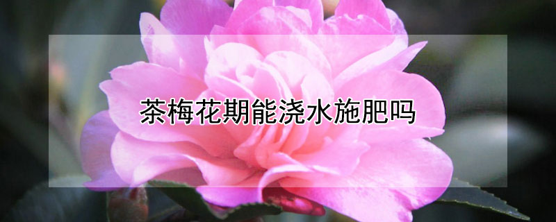 茶梅花期能浇水施肥吗 茶梅什么时候施肥好