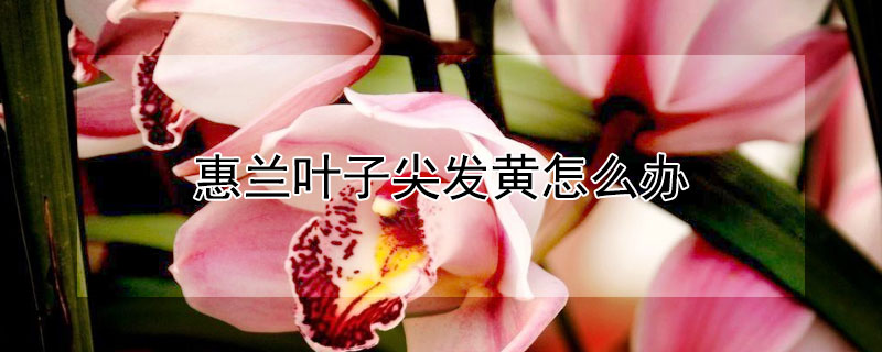 惠兰叶子尖发黄怎么办（大花惠兰叶子尖发黑了怎么办）