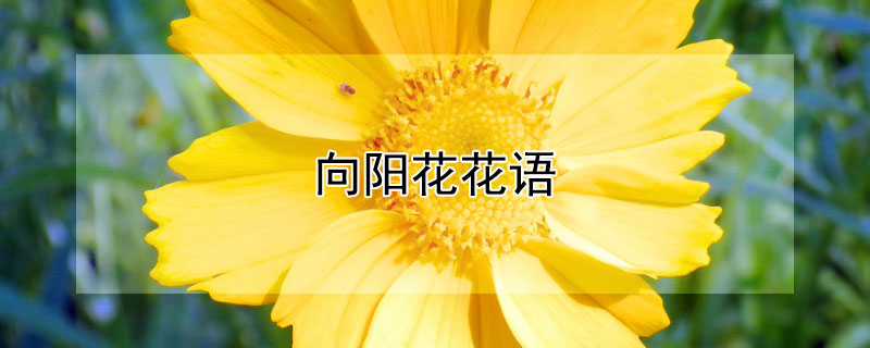 向阳花花语（向阳花花语图片大全）