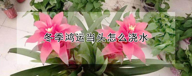 冬季鸿运当头怎么浇水（鸿运当头冬季多久浇一次水）