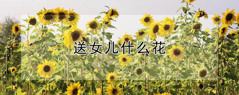 送女儿什么花 送女儿什么花合适