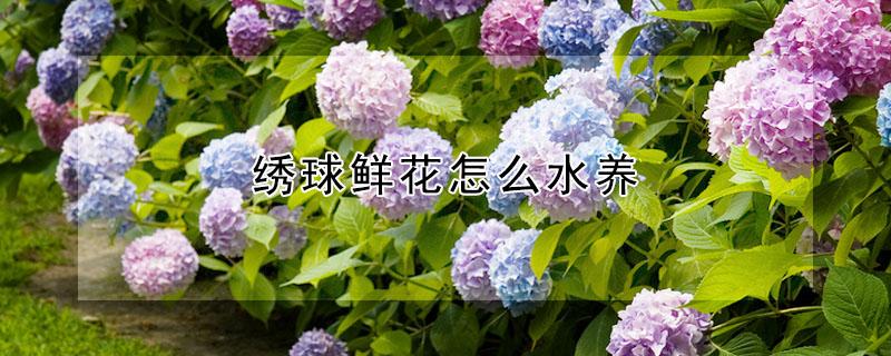 绣球鲜花怎么水养(绣球花水养的养殖方法和注意事项)