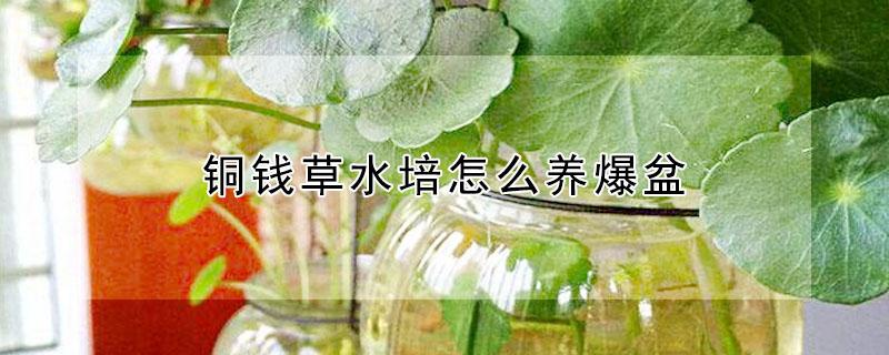 铜钱草水培怎么养爆盆 铜钱草水培怎么养爆盆 百度网盘