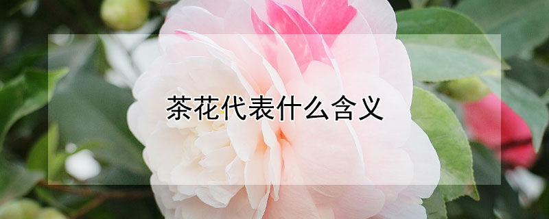茶花代表什么含义（茶花象征着什么意义）