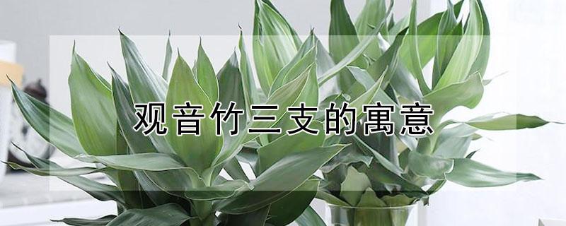 观音竹三支的寓意（3支观音竹寓意）