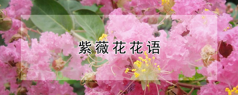 紫薇花花语 紫薇花花语及象征意义
