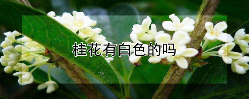 桂花有白色的吗 白色的桂花是什么桂花