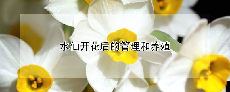 水仙开花后的管理和养殖（水仙开花期间的管理）