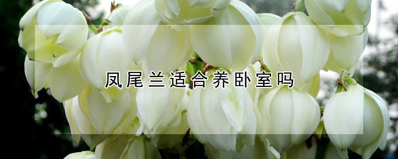 凤尾兰适合养卧室吗 家里养凤尾兰花好吗